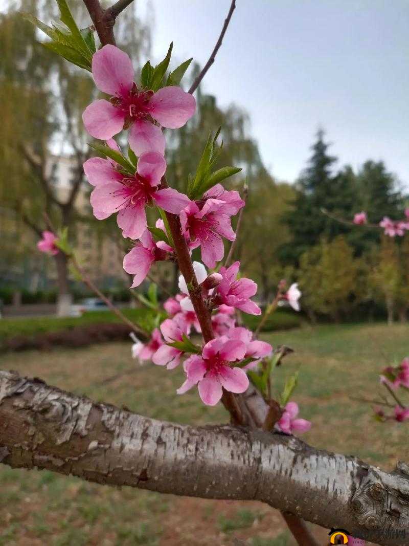 那含苞欲放的桃花——恰似春天灵动的嘴唇