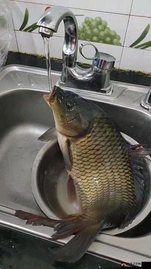 鲤鱼喝水技巧图解：详细解析鲤鱼如何巧妙喝水