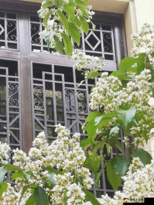 紫薇福伦：生米煮成熟饭，是福是祸？