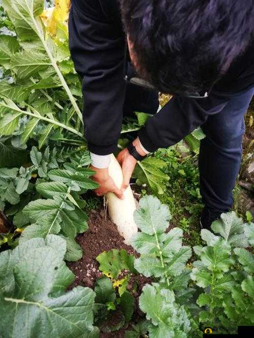 以后挤牛奶拔萝卜两不误：努力平衡生活与工作的美好愿景