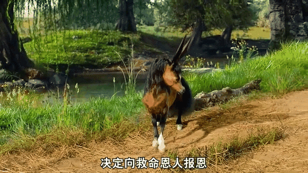 最新的 ZOOM 动物马：超越时空的奇幻之旅