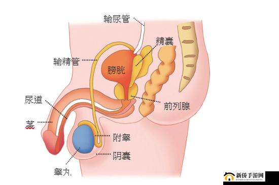老年男性生殖器官相关研究：探讨其健康与功能