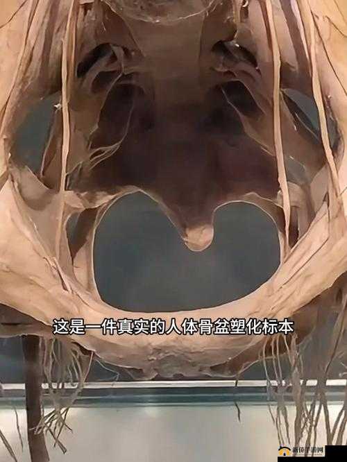 珍贵盆骨化石全图全貌震撼呈现