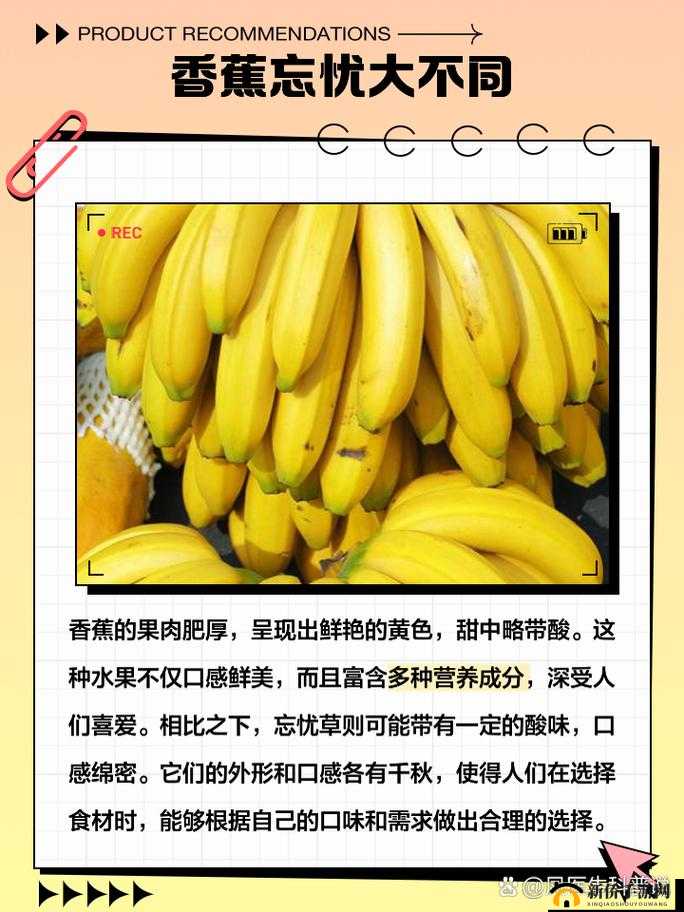香蕉和忘忧草的区别：从外观到功效的全面解析