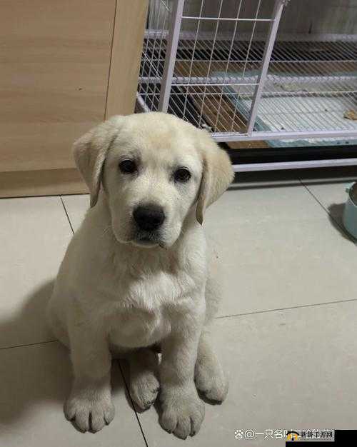 ZOOMSERVO 兽狗牧场独特特点大揭秘：智能化养殖与丰富品种共存