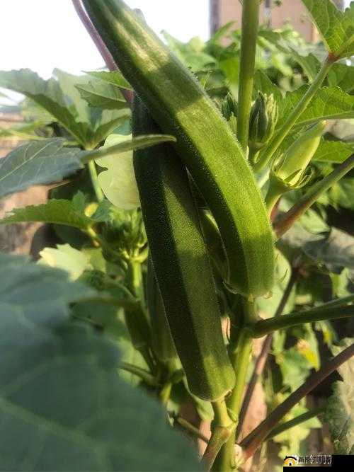 秋葵app下载汅api免费iOS：一款实用的应用程序等你来体验