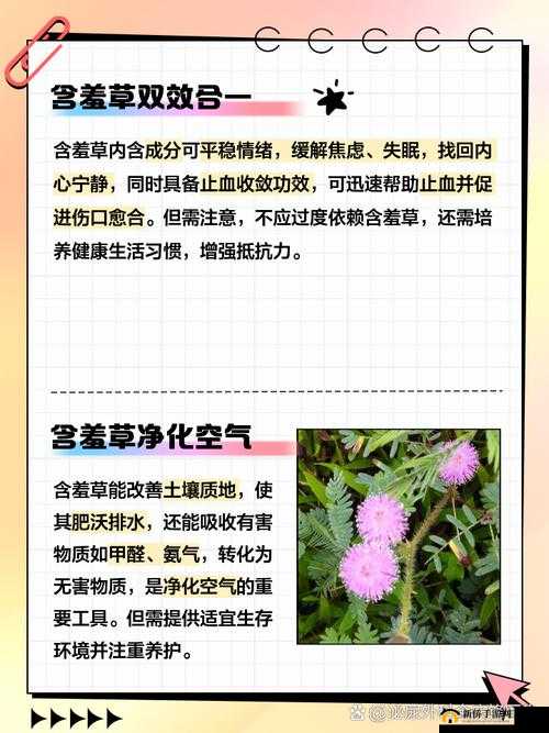 神奇的含羞草、四叶草和三叶草：探索自然的奥秘