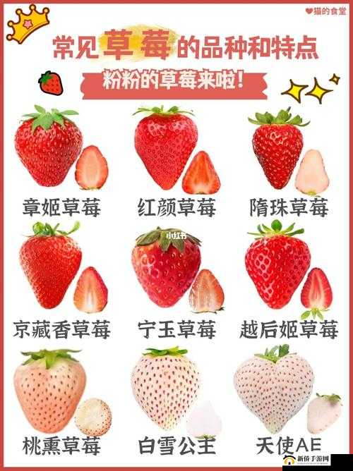 丝瓜黄瓜向日葵秋葵榴莲草莓的种类与营养价值介绍