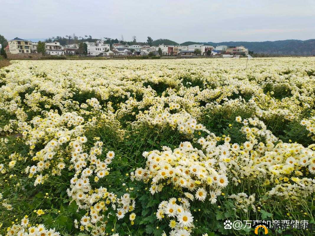 头深深埋在我那芬芳花丛里的奇妙体验