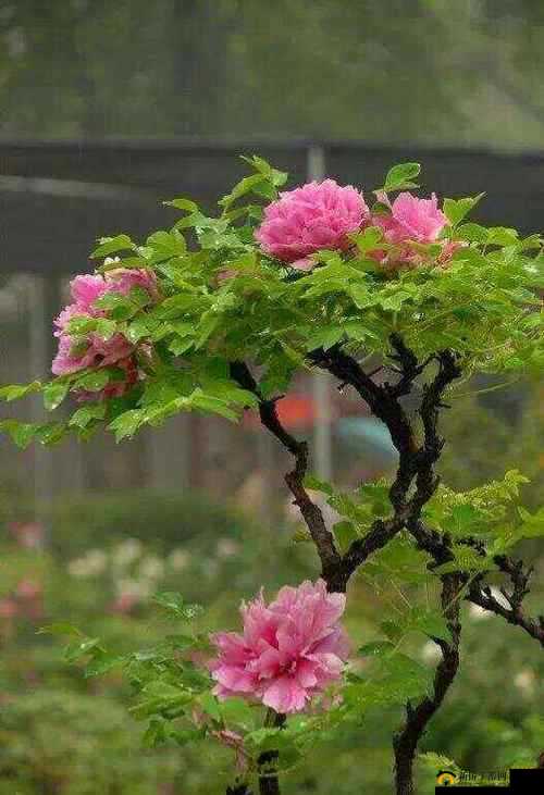 国色天香图册春意盎然：展现绝美画卷与蓬勃生机之魅力