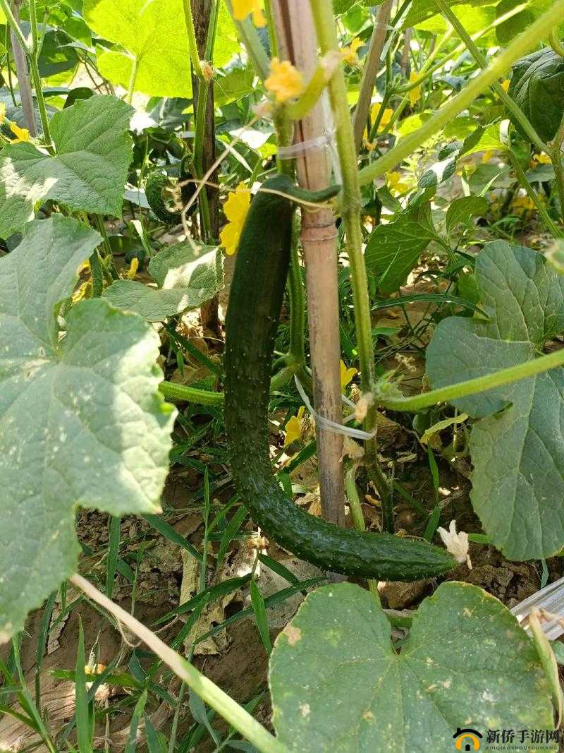 向日葵黄瓜榴莲丝瓜可以一起吃吗：探究食物搭配的奥秘