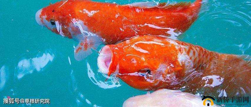 一夹一放和锦鲤吸水区别之详细对比分析与探讨