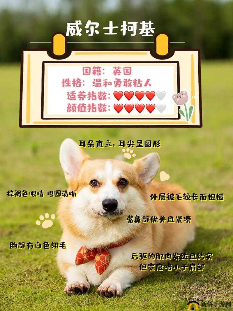 家有小院宠物全面培育指南，专业讲解宠物养育与成长技巧