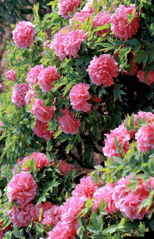 精品成品国色天香长期霸榜引发同行不满：行业竞争背后的故事