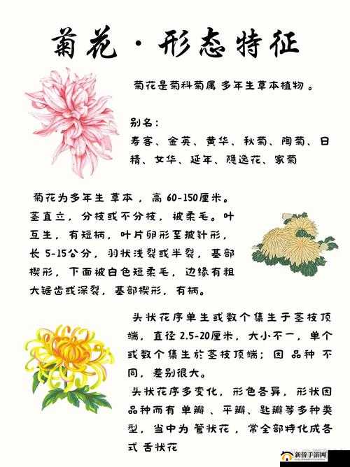 菊花盛开与未开的显著区别