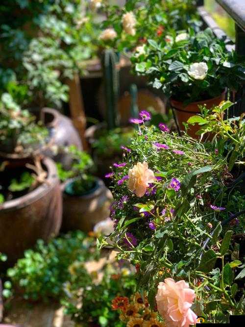 老公亲我的小花园最火：来自野花社区的独特体验