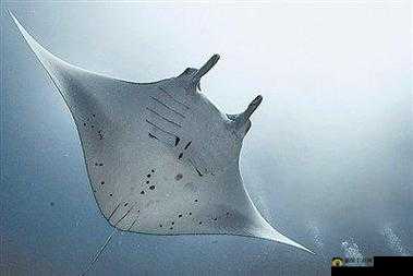 魔鲼，从神秘海洋生物到数字虚拟世界的奇幻跨界之旅