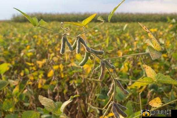 japonensis成熟大豆在农业生产中的重要作用及发展前景