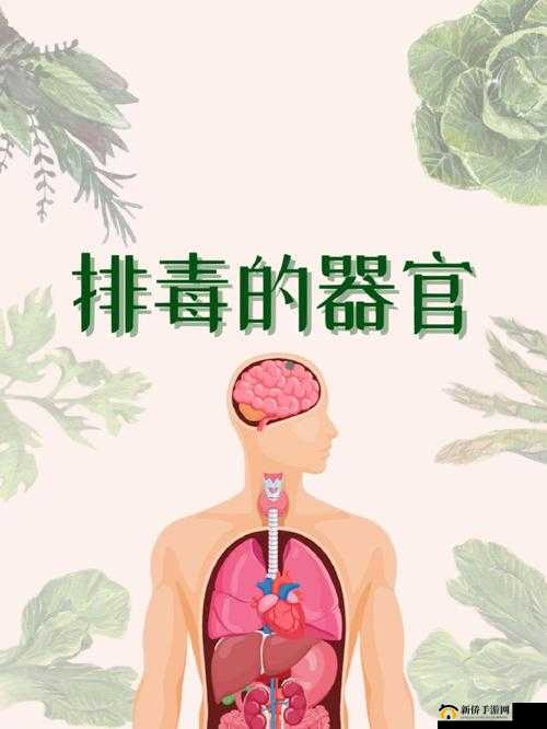 顶级村医第五章排毒要吸：探寻排毒背后的秘密与方法