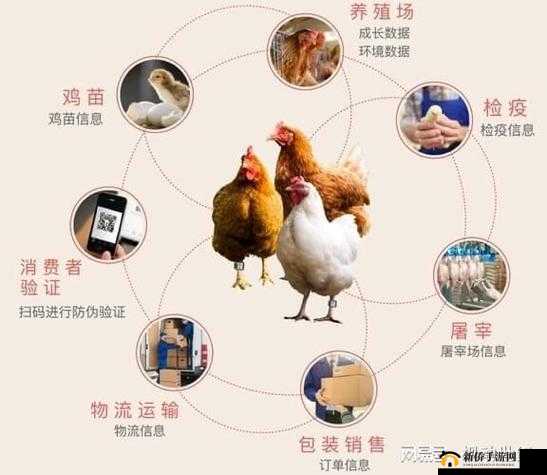 美国人与畜禽合作项目：探索新型养殖模式与发展契机