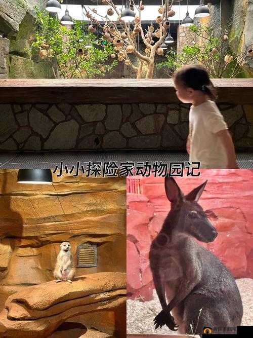 动物朋友王国沙漠探险队玩法全解析，上手攻略与高效资源管理艺术