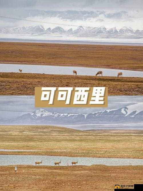 可可西里大但人文艺术听说主播很多：探寻主播背后的故事