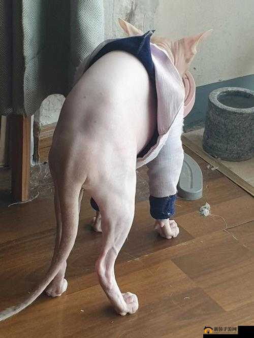 大白屁股可爱模样惹人喜爱的奇妙瞬间