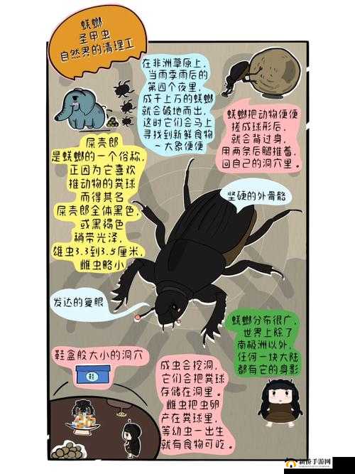 圣甲虫，从自然界神秘生物到虚拟世界中备受瞩目的传奇角色