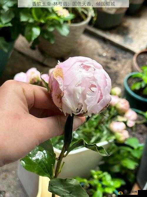 香软玉滑的林芍药：独特魅力引人探寻