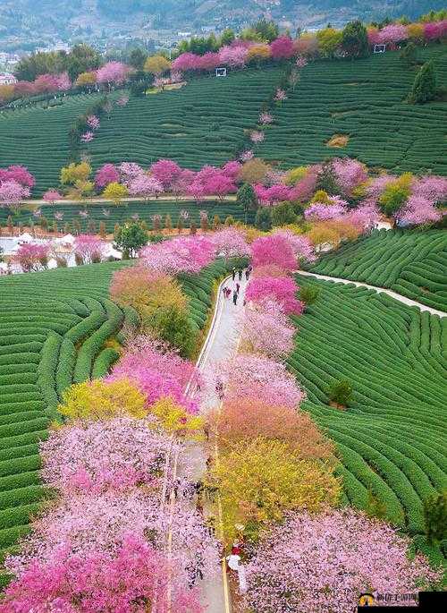 樱花官方正版官网入口：一个充满浪漫与美丽的世界