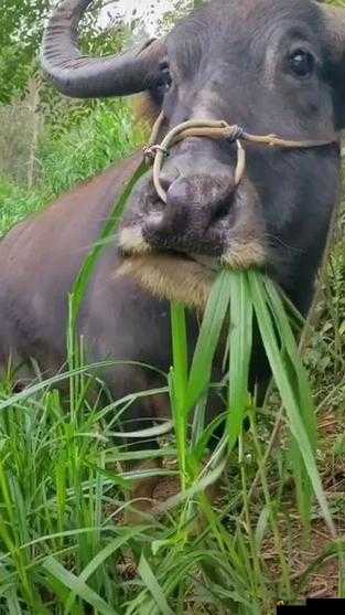 老牛嫩草一二三产品区别免费对外开放详细解读与分析