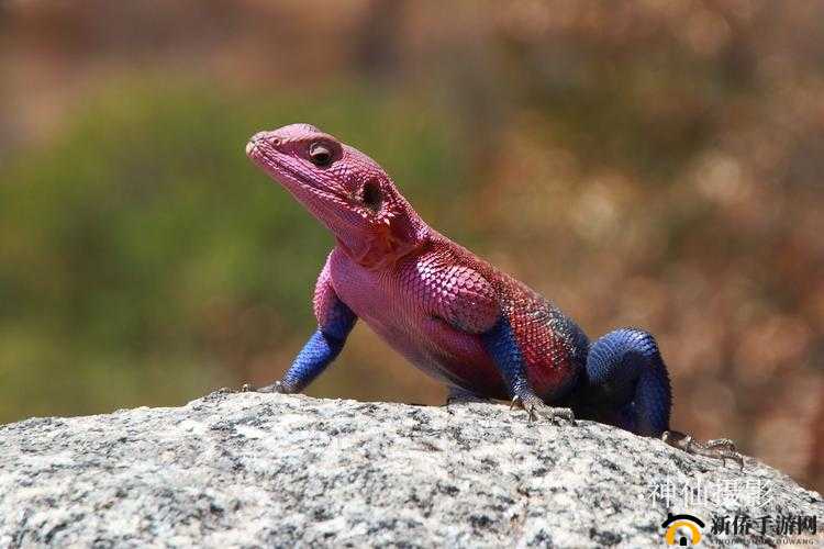 YW1139 龙物视在线观看：探索未知世界的精彩之旅