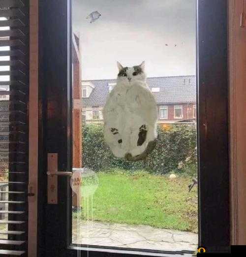 趴玻璃上做给别人看：行为艺术还是低俗表演？