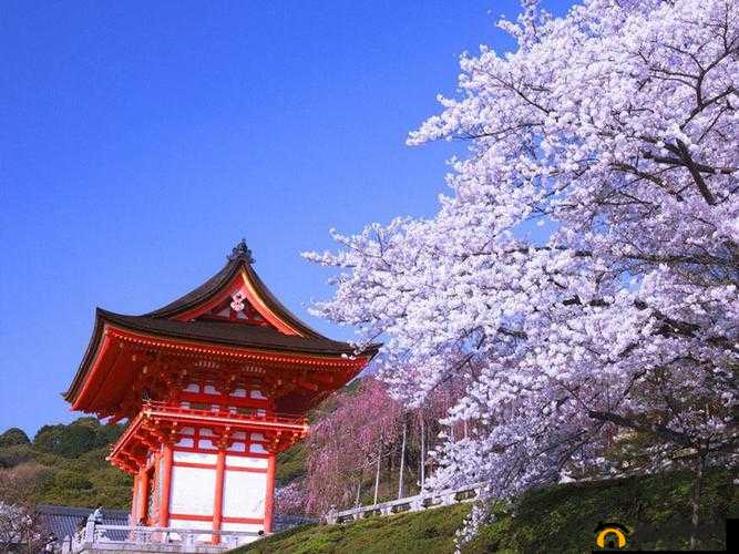 TOBU8 日本免费图片：畅享高清无码视觉盛宴