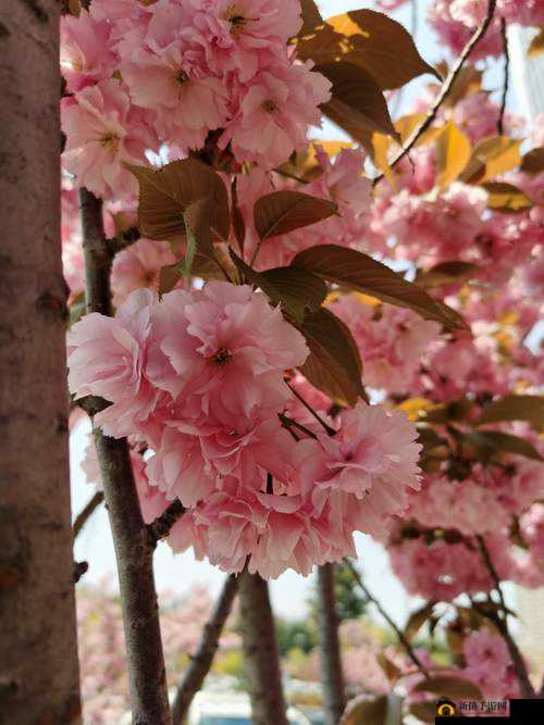 樱花草视频 WWW：探寻那独特的美好与感动