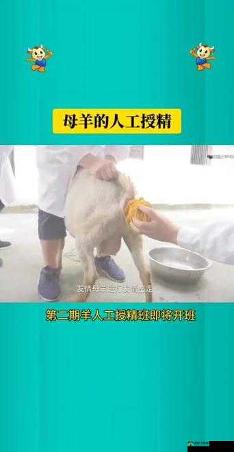 羊的水门能日吗：探究羊的生殖行为和生理结构