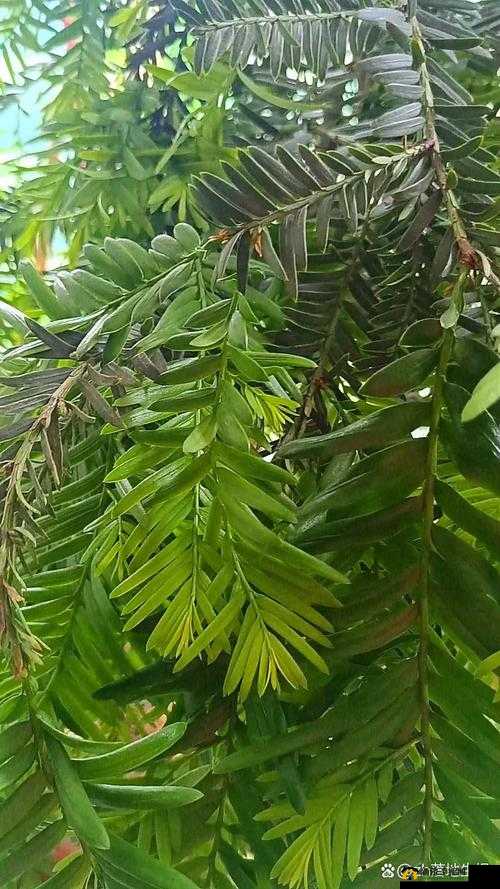 叶子户外勾搭直：探索自然，遇见未知的美好