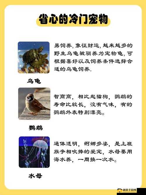 疯狂原始人2中孔雀鸡角色表现全解析及其独特技能一览