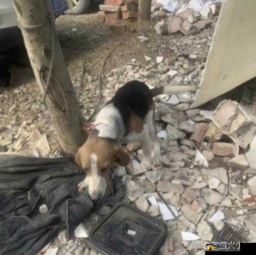 我的狗老公拉婆婆一起：那些温馨又有趣的生活瞬间