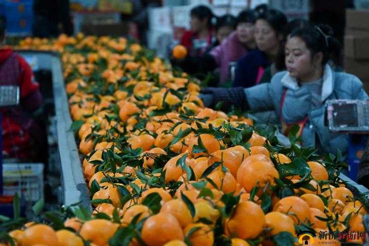 一起收水果，探索策略与智慧融合的资源管理艺术与实践