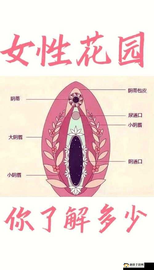 探索私密部位的奥秘：从科学角度解析舔阴的魅力与技巧