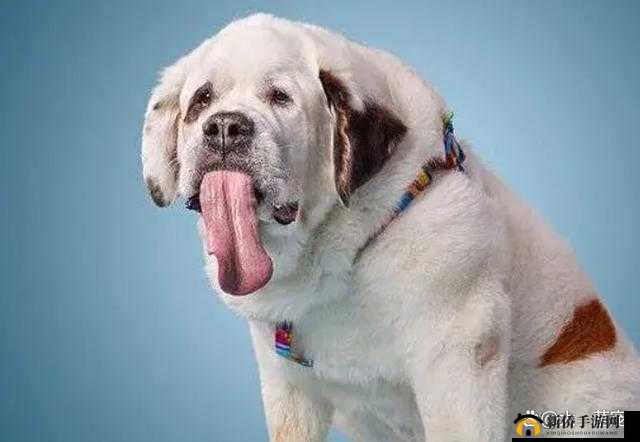 一边伸舌头一边快速喘气的奇特表情展现别样状态