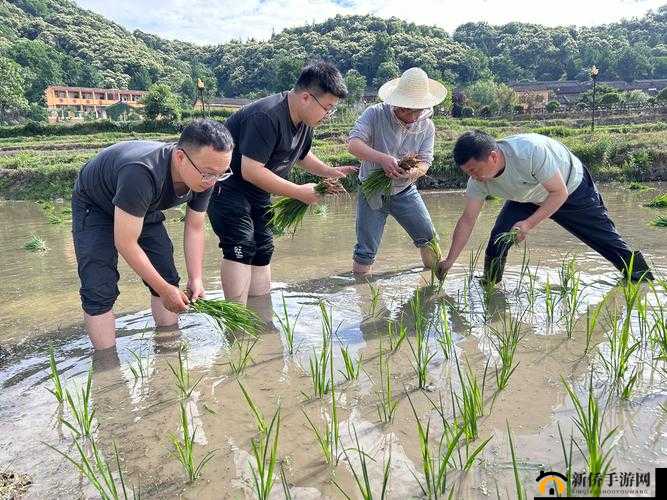 情侣的 30 种插秧法图片视频无法观看：探寻背后原因与解决之道