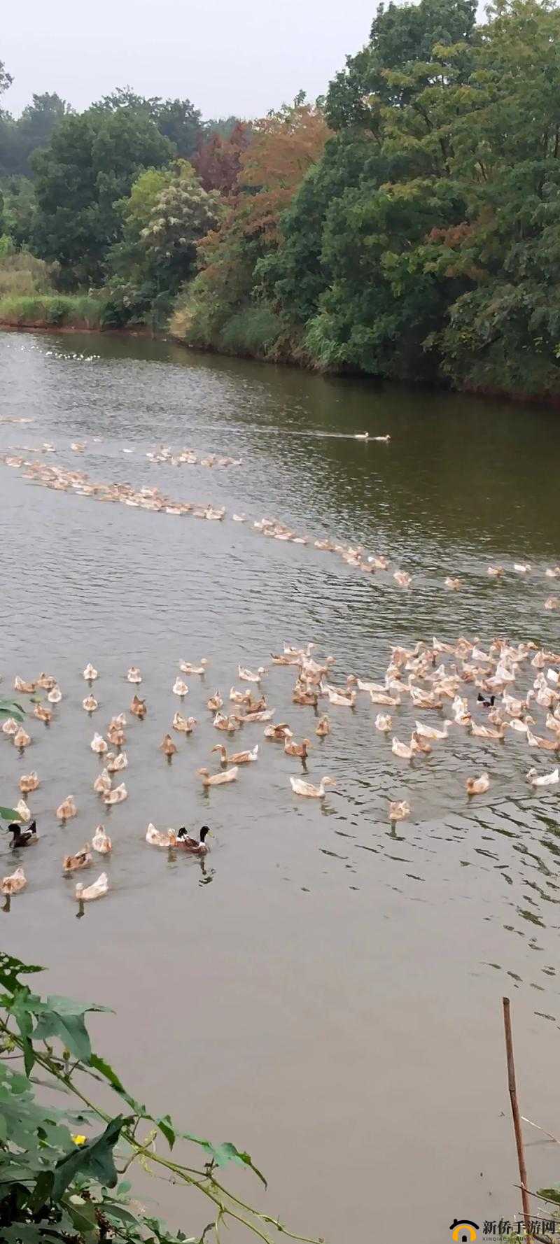 养殖鸭子，掌握科学养殖技术，开启你的田园生态致富梦想