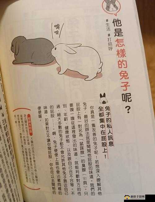 编个笑话找兔子攻略之趣味探寻秘籍