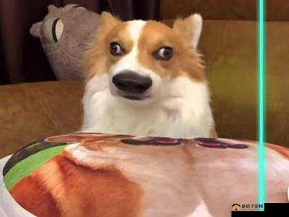 柯柯，主人的小柯基，忠诚可爱又调皮：啊哈哈哈哈主人我错了哈哈哈哈柯