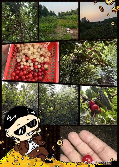 小森生活樱桃采摘全攻略，掌握秘籍，让你的果园樱桃满载而归不再难