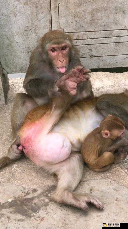 两个人生猴子全程不盖被子的真实体验分享：揭秘独特生活方式的背后故事