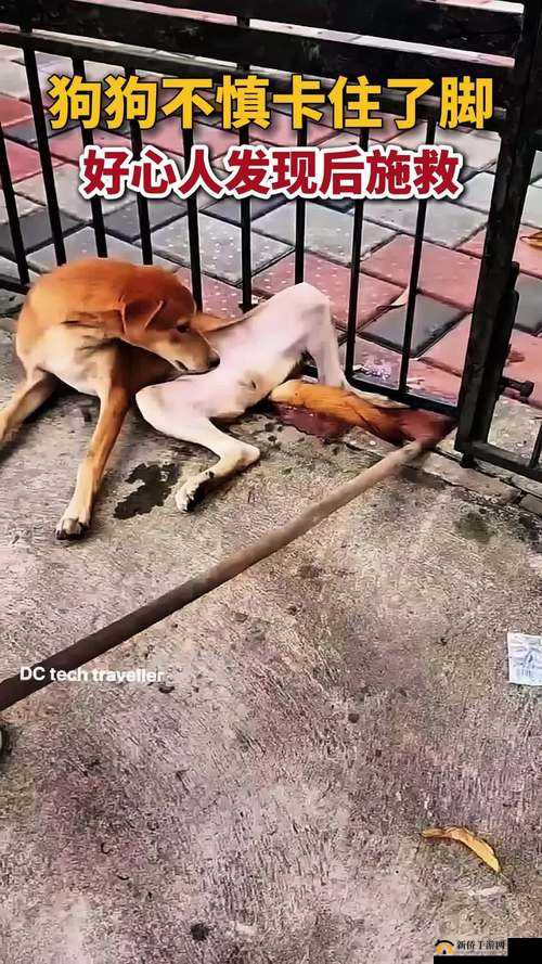 一人一狗卡住6小时要紧吗？紧急情况下的应对策略与安全指南