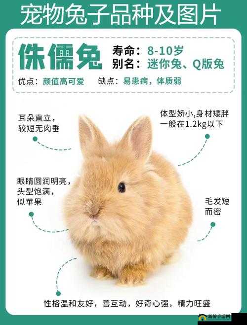 女生的小兔兔店铺为何面临倒闭？揭秘背后的经营困境与未来出路